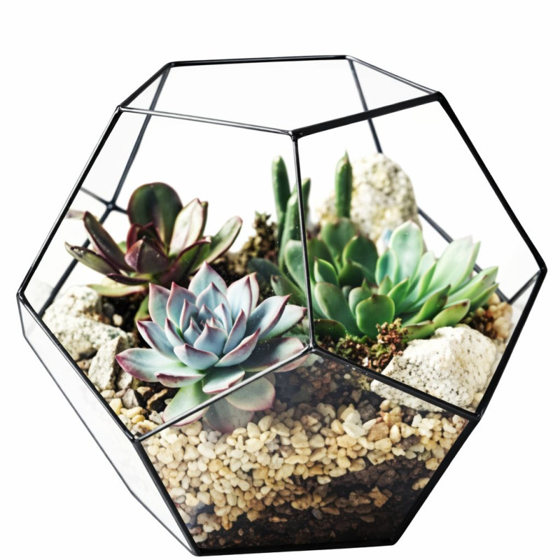 çokgen sukulent aranjman