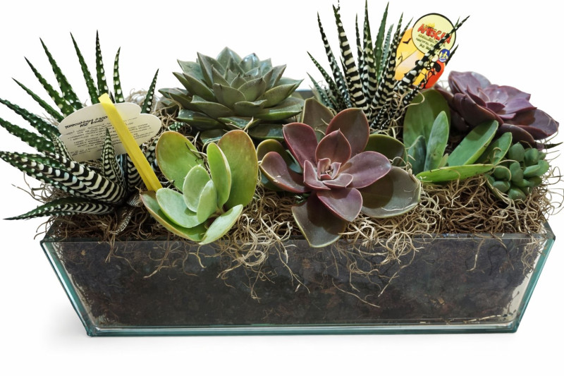 dikdörtgen cam sukulent aranjman