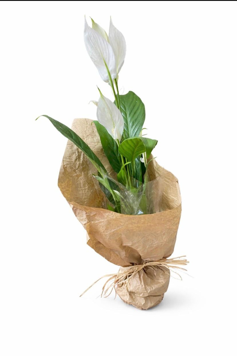 barış çiçeği(spatifilyum)