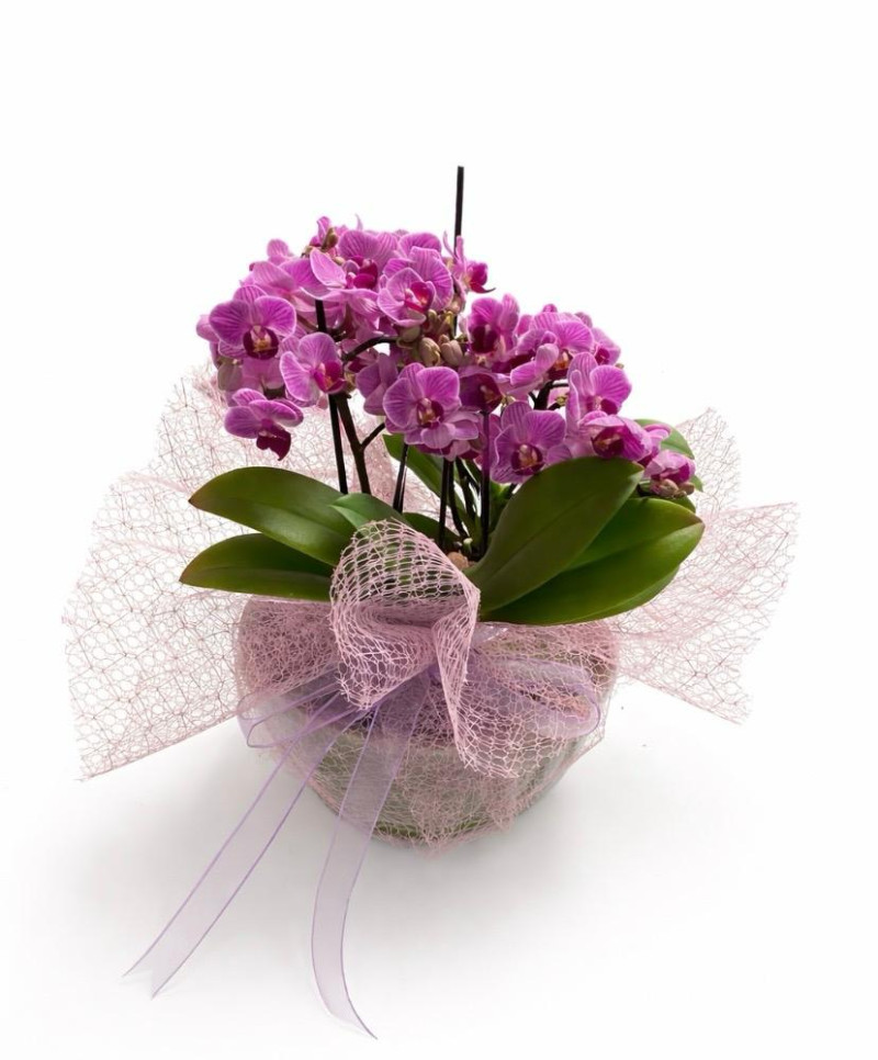 çift dallı bodur orkide