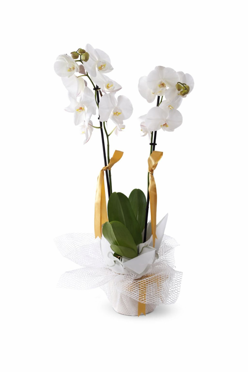 Beyaz Orkide Çift Dal