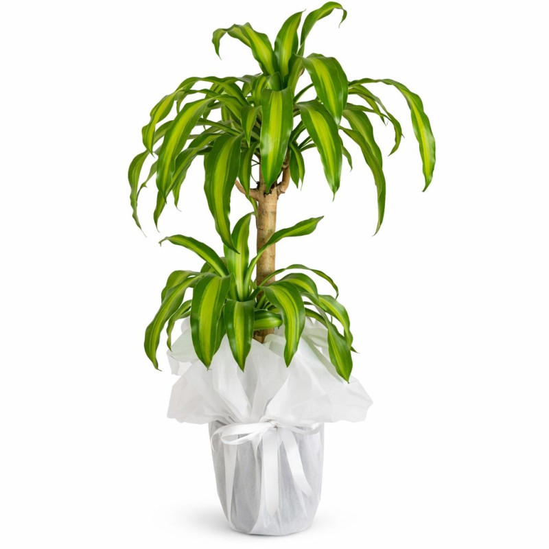 İkili yucca mesangene