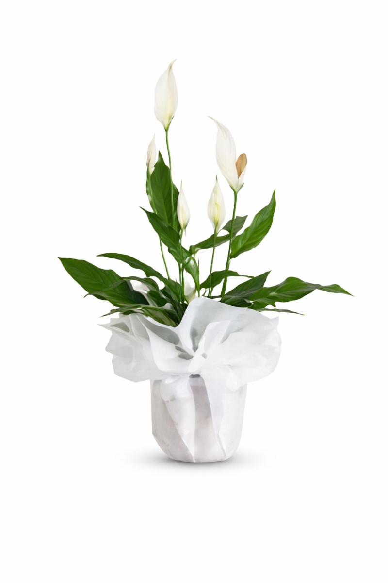 Spatifilyum(Barış çiçeği)